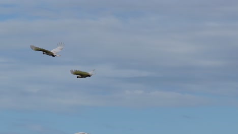 a group of white cockatoos launch from a leafy treetop and soar across a blue sky, captured in smooth daylight with steady camera movement
