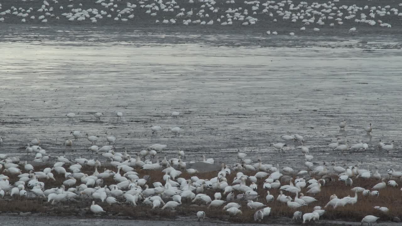 캐나다  주 세인트 로렌스 습지에서 먹이를 찾는 거대한 백색 눈 거위 무리