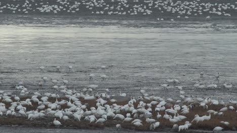 Massive-flock-of-white-snow-geese-foraging-in-St-Lawrence-marsh,-Quebec,-Canada