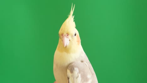 Portrait of a Cockatiel