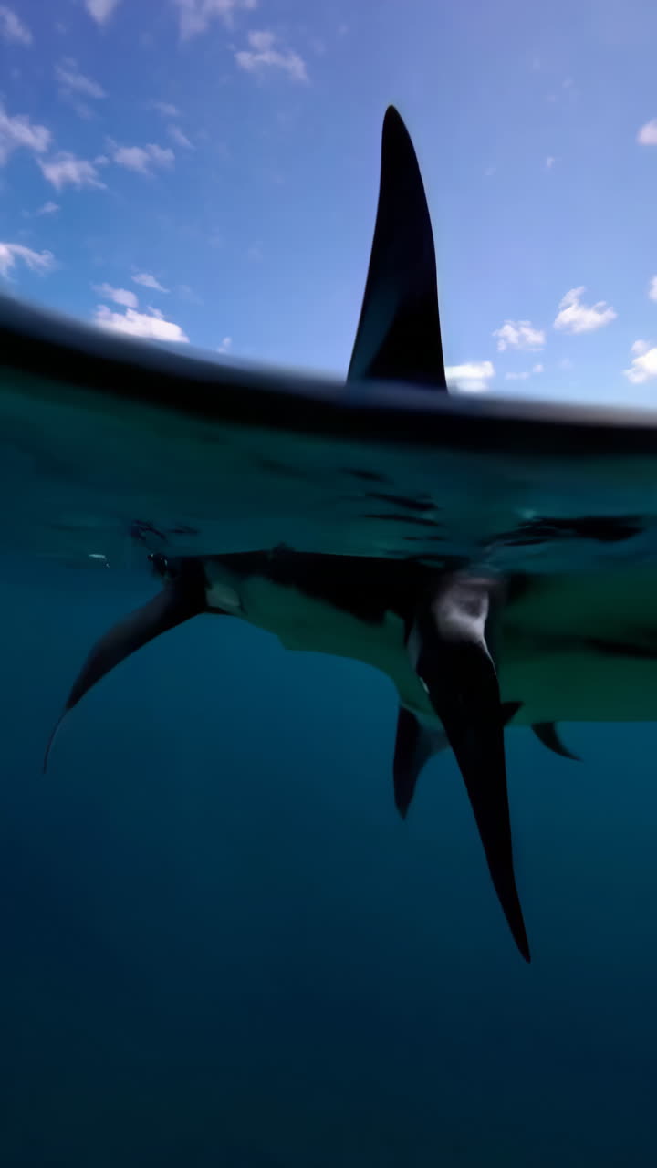 Dolphin Fin Underwater