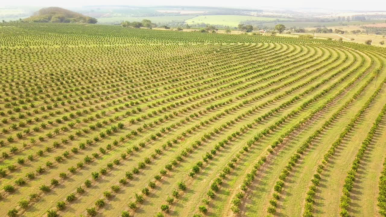 vuelo aéreo sobre el vasto paisaje de naranjos en la plantación en brotas, brasil