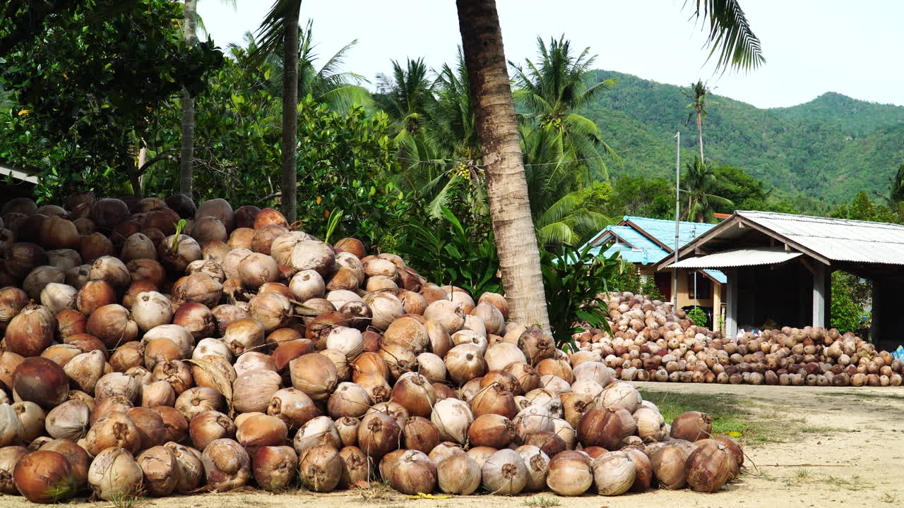 una pila de cocos en una fábrica de aceite de coco, tailandia