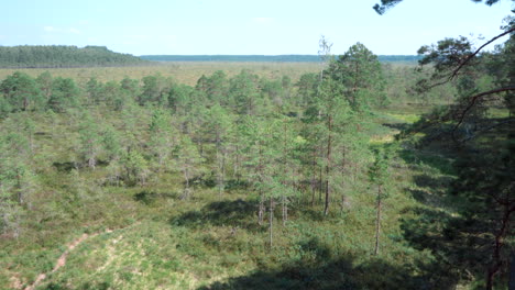 Tiro-Inclinado-De-Un-Pantano-Elevado-En-Estonia-Desde-Una-Plataforma-Alta