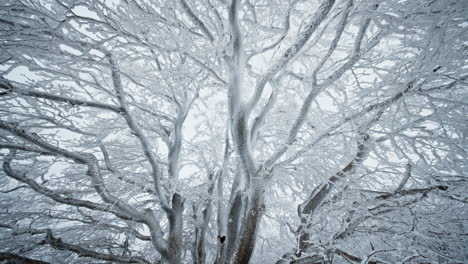 frozen tree branches covered in snow, creating a peaceful winter landscape
