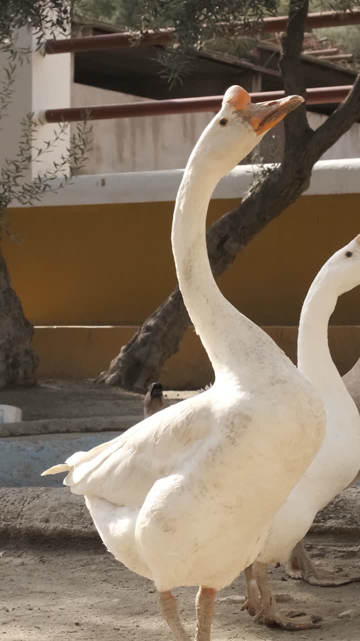 Two white geese stretching necks on farm