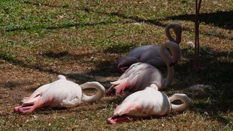 four individuals seen on the grass sleeping, greater flamingo phoenicopterus roseus, india