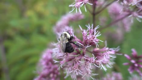 abeja flotando sobre una flor rosa-púrpura y luego se va volando
