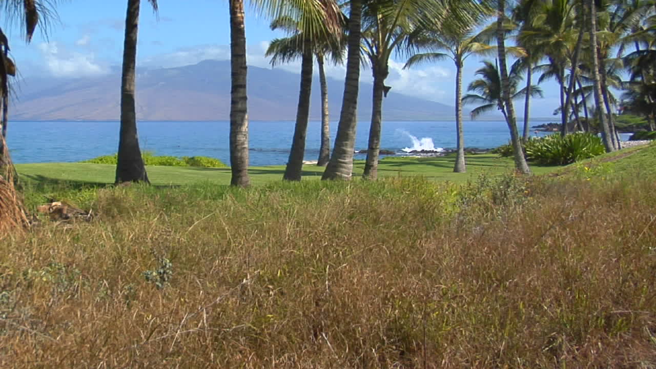 una inclinación hacia una hermosa playa bordeada de palmeras en hawai