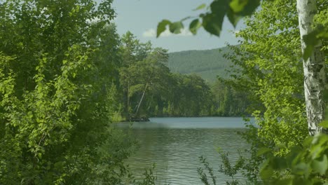 el paisaje sereno del bosque junto al lago