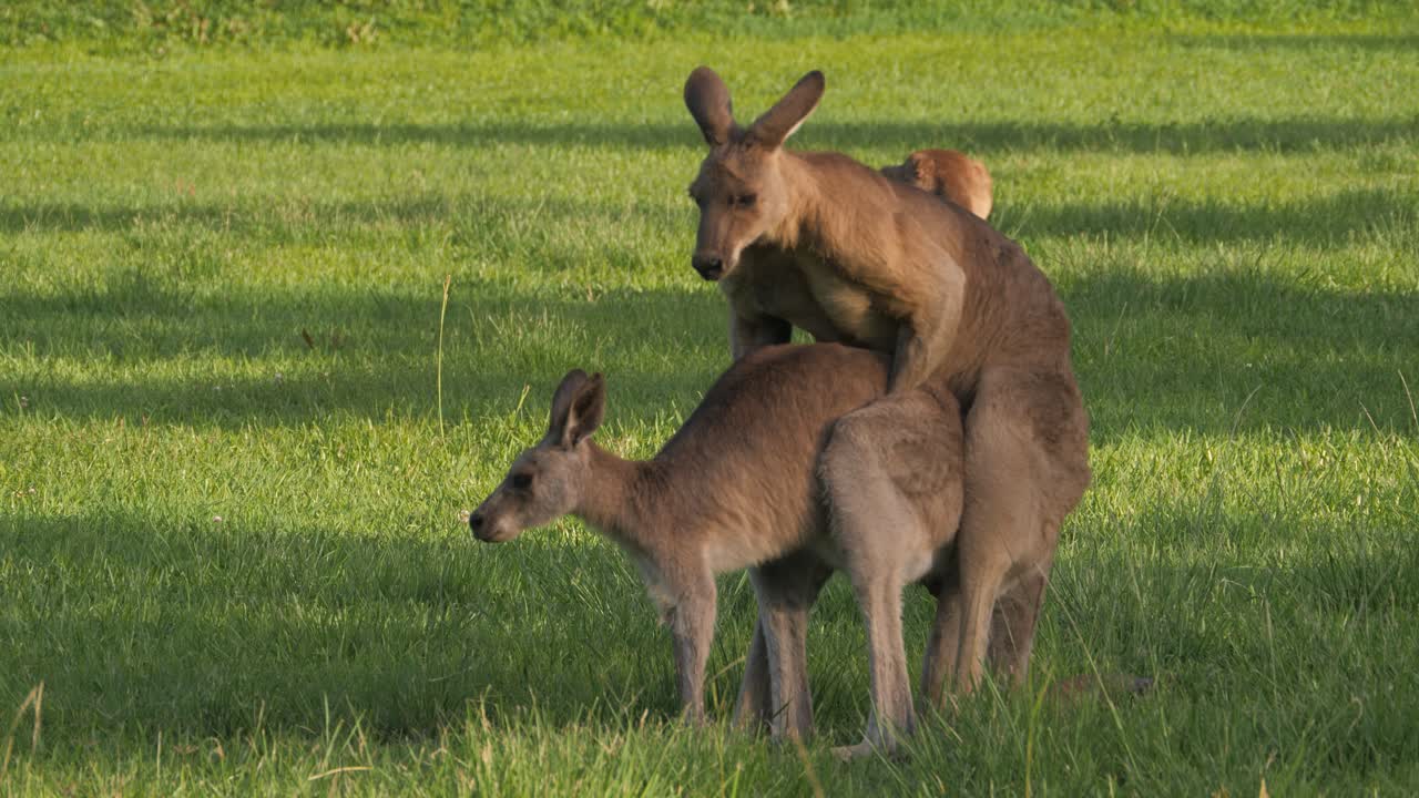 Eastern Grey Kangaroos Mating - Close Up Shot