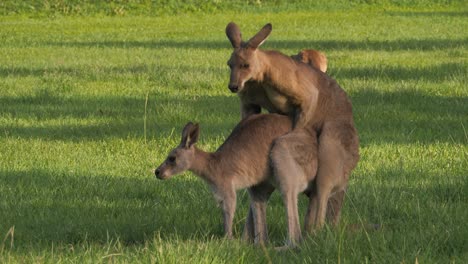 eastern grey kangaroos mating - close up shot