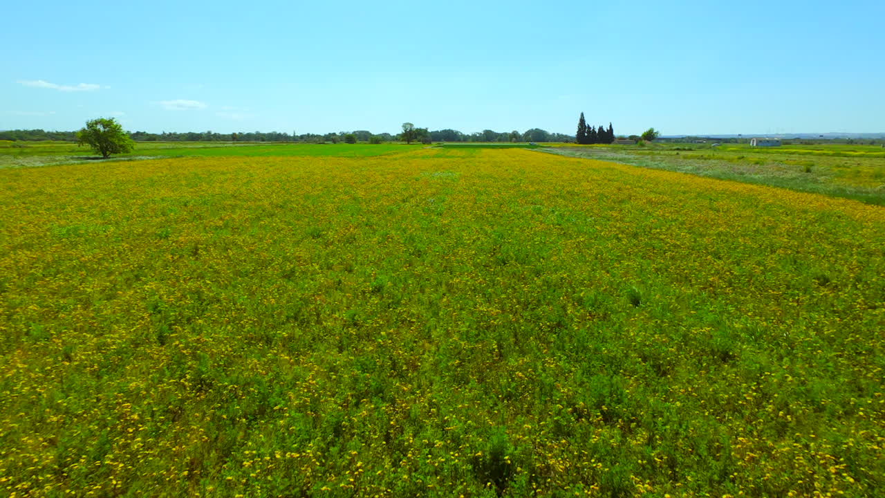Fpv drone going fast and close to the fields of flowers and grass