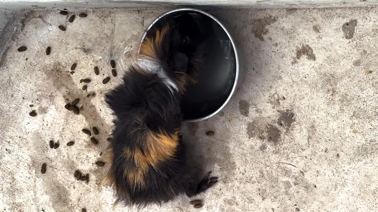 동물원 에서 그 에서 먹는 기니 돼지