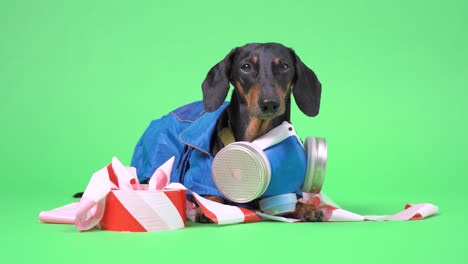 portrait of a cute dachshund dog, black and tan, wearing in a hazardous materials suit with self contained breathing apparatus, lies on the signal tape, on chromakey background
