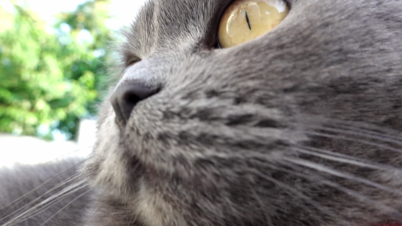 Close up of a British Shorthair cat with orange eyes on a blurred background