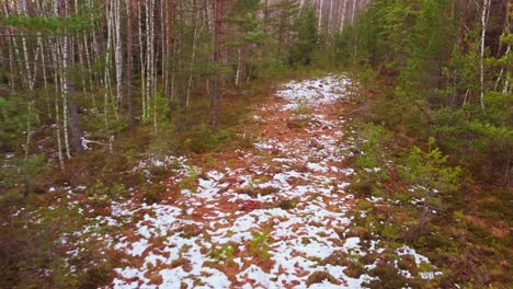 snowy forest ground reviving after harsh winter, low angle drone view