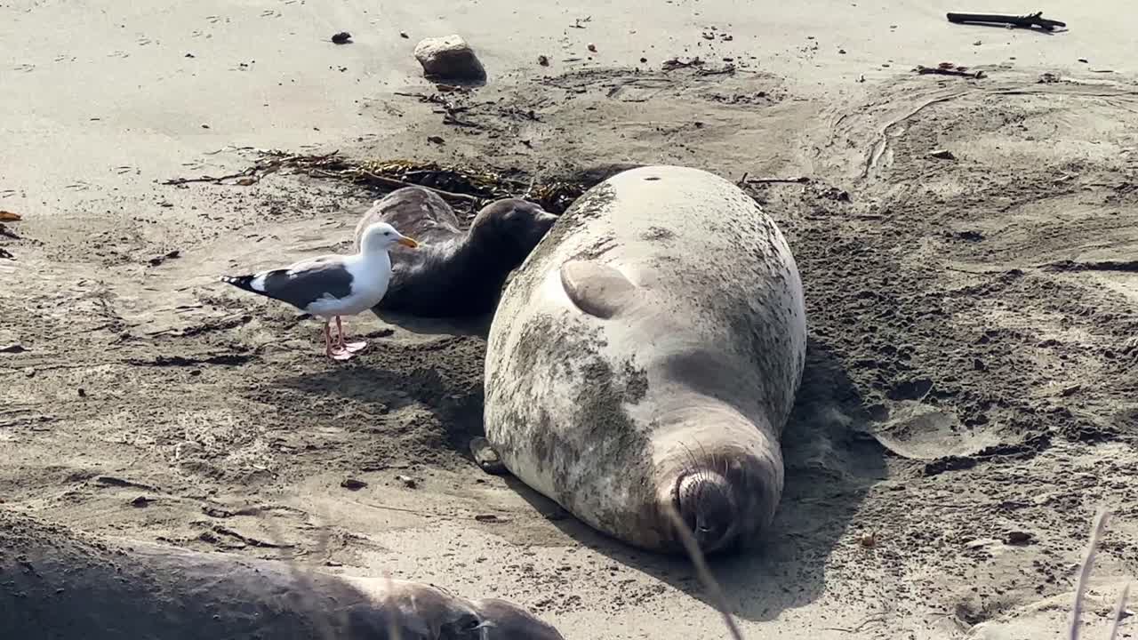 Handheld close-up shot of an aggressive seagull trying to steal milk from a nursing mother at the Piedras Blancas Elephant Seal Rookery in San Simeon, California. 4K