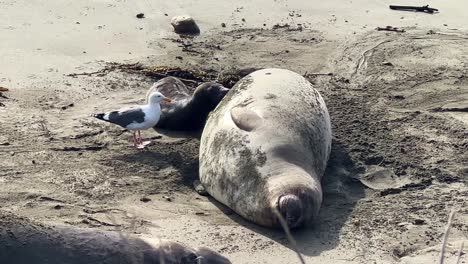 handheld close-up shot of an aggressive seagull trying to steal milk from a nursing mother at the piedras blancas elephant seal rookery in san simeon, california. 4k