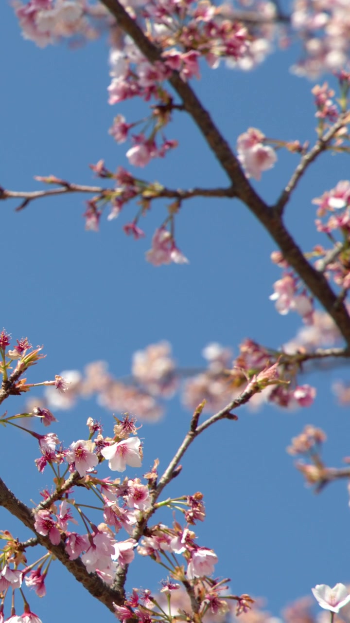 Primo piano di fiori di sakura rosa che ondeggiano delicatamente su un ramo sotto la luce intensa del sole a Tokyo.
