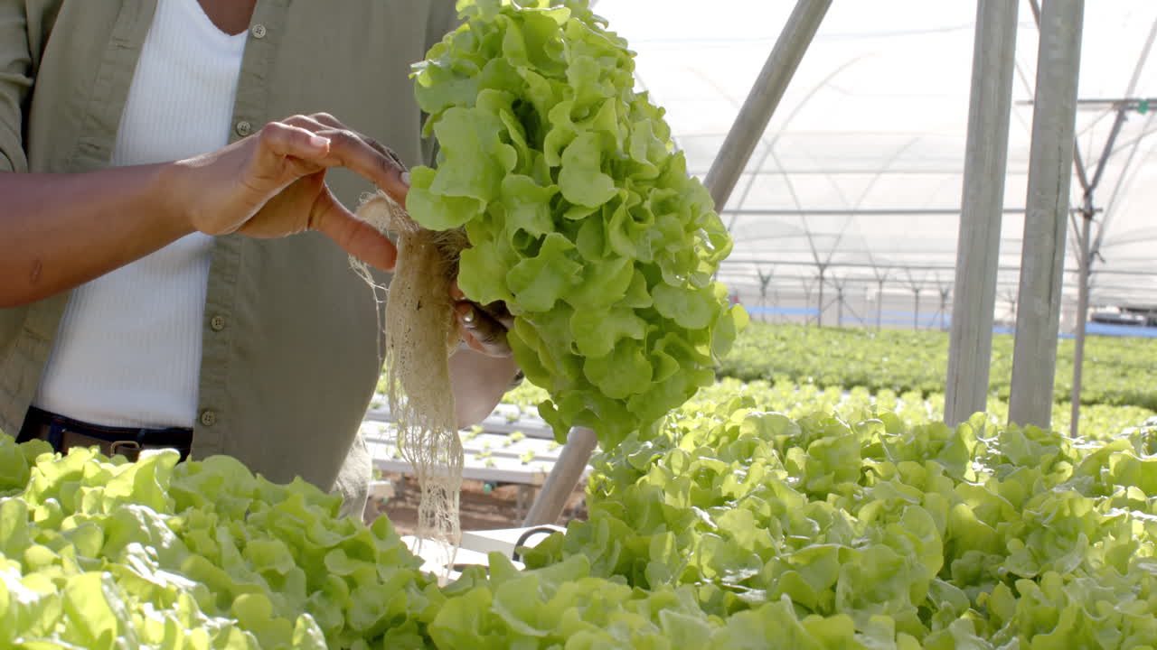 Inspecting hydroponic lettuce, farmer checking roots in greenhouse