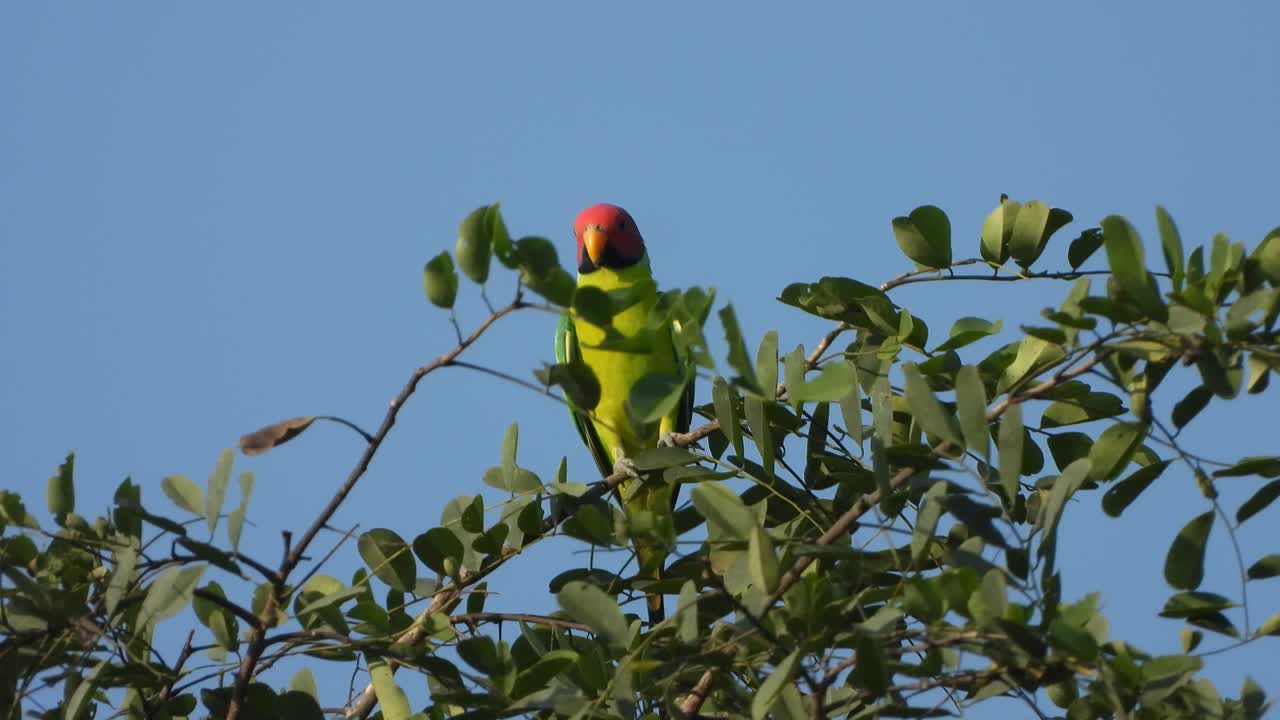 Beautiful Parrot in tree and relaxing 