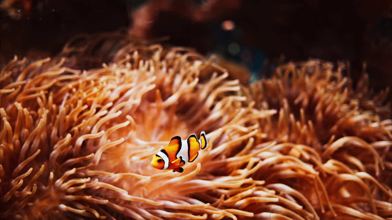 Close up of ocellaris clownfish swimming near coral reefs