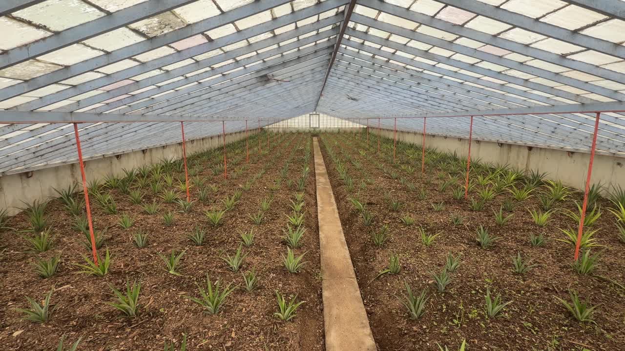 São Miguel, Azorlar, Portekiz'de seranın içinde büyüyen sıra sıra genç ananas bitkileri