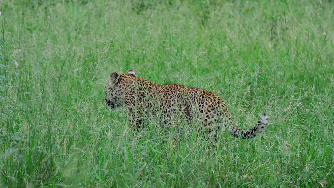 Leopard in tall grass