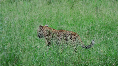 leopard in tall grass