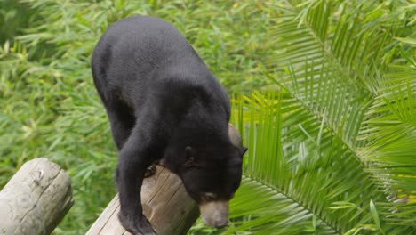 sun bear slow motion walk down log and lick lips