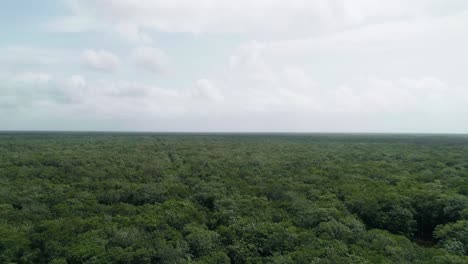 Tropical-green-jungle-on-Yucatan-in-Mexico,-aerial