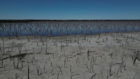 Dry-trees-in-Taarbin-Lake-destroyed-by-rising-salinity-levels,-Western-Australia