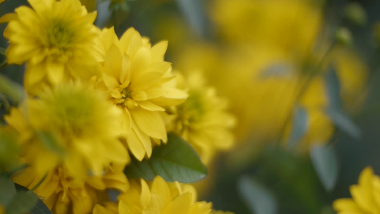 Nærbillede af gule blomster
