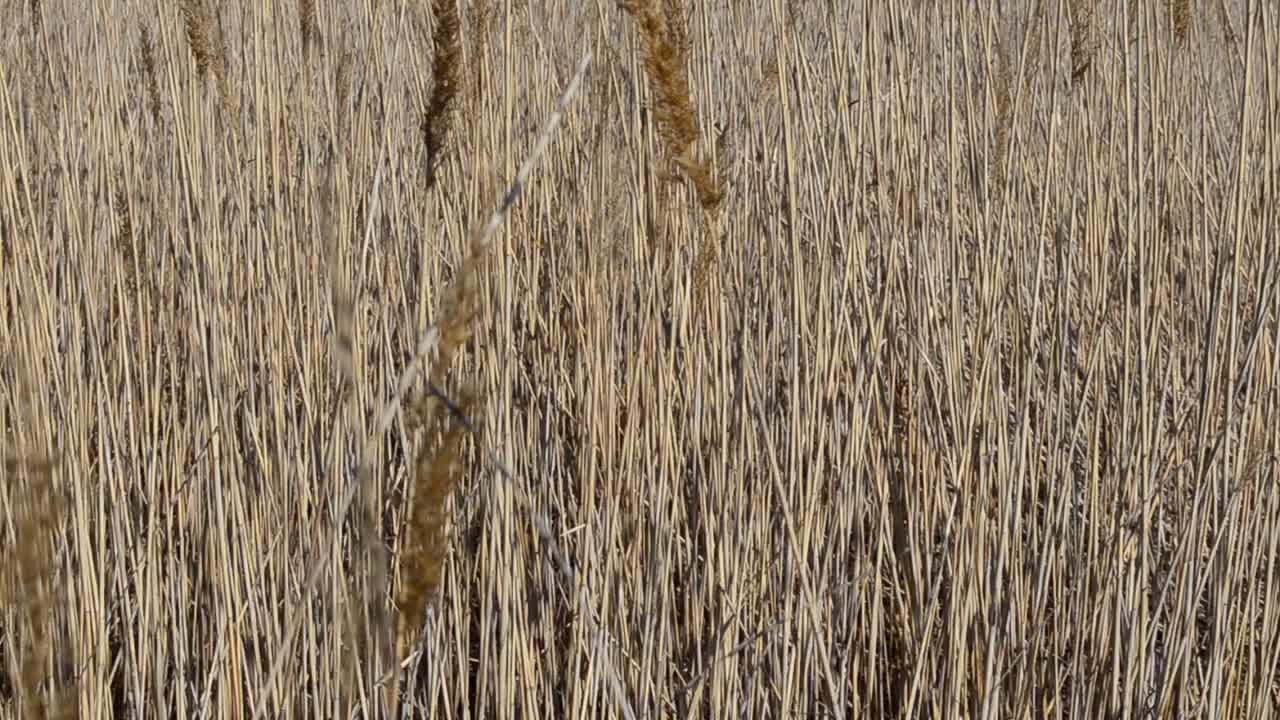 Sfondo di canne. Scatto in primavera