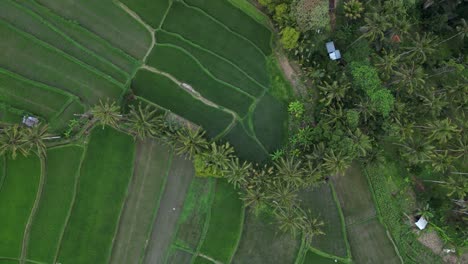 Aerial-looks-directly-down-onto-terraced-rice-fields,-Bali-agriculture