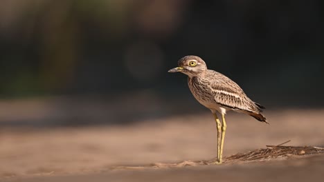 indian stone curlew  in walkway of forest