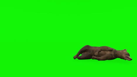 dying bear - high quality, chroma key and loopable