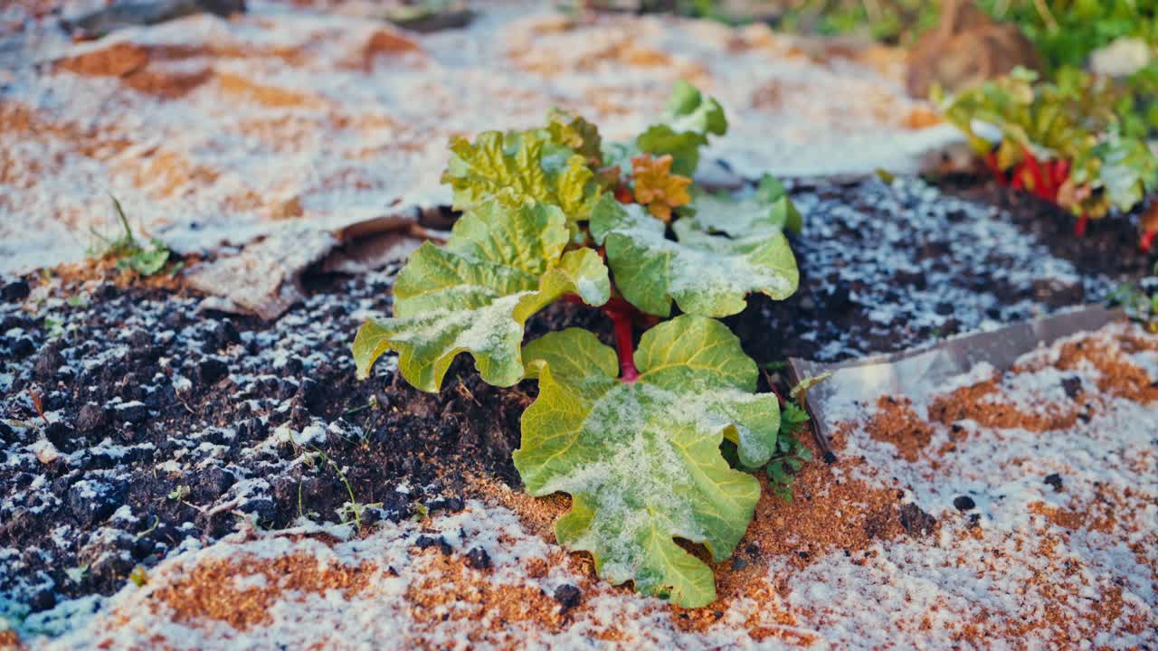 Organic Plants With Large Green Leaves Growing In Winter. Close-up Shot