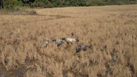 El-Búfalo-De-Agua-Se-Mezcla-Con-La-Pradera-Dorada-Inundada-Mientras-Pasta-Hierba