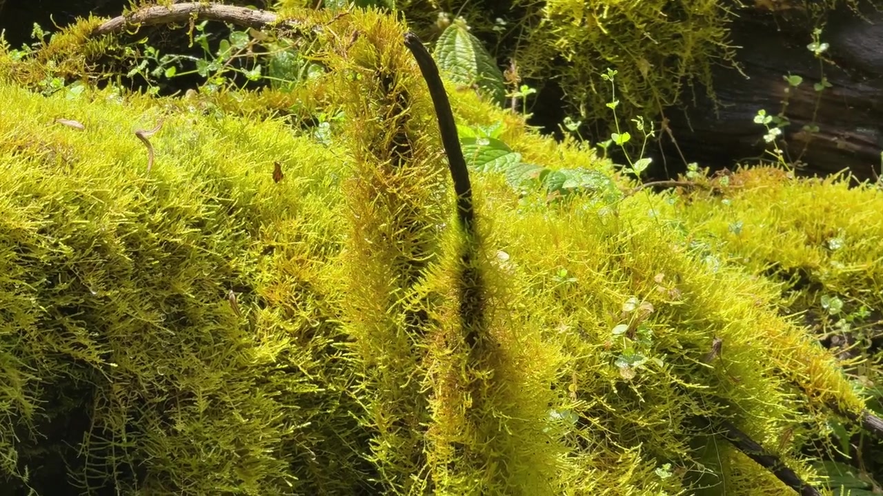 Muschio verde vibrante che cresce su un tronco caduto nella foresta