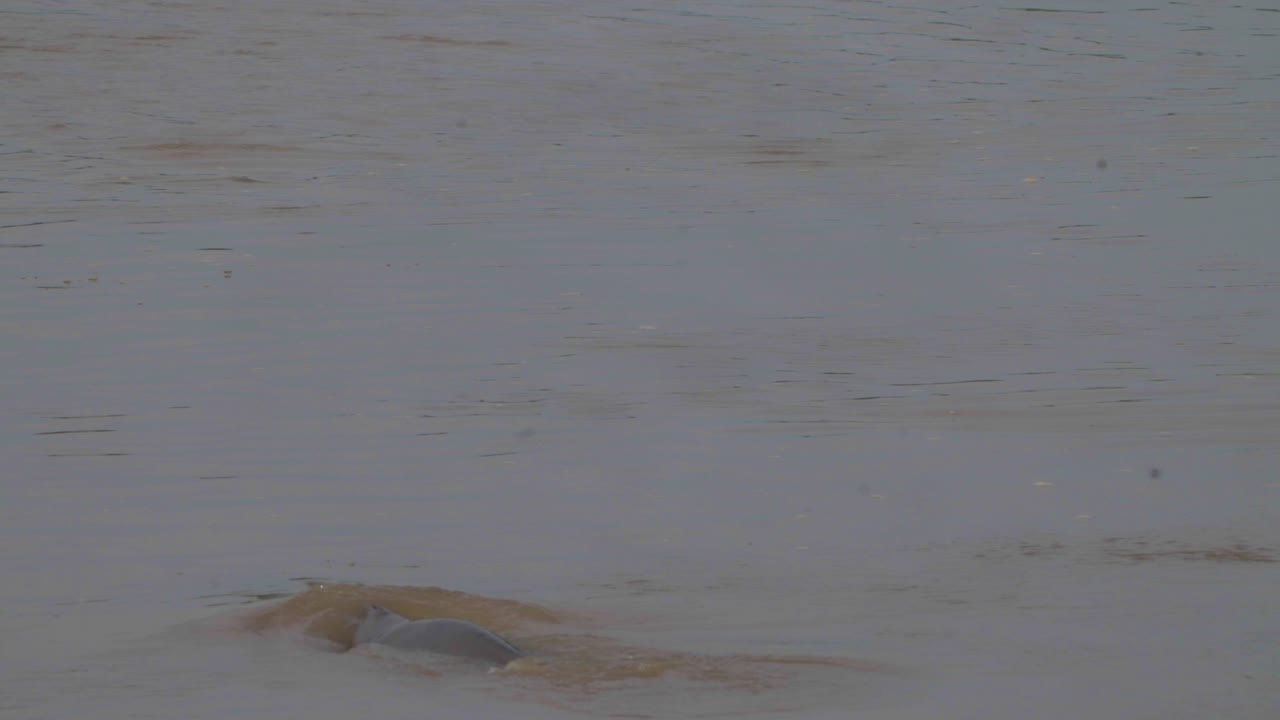 River Dolphin in the Karnali River of Nepal
