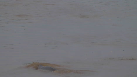 river dolphin in the karnali river of nepal