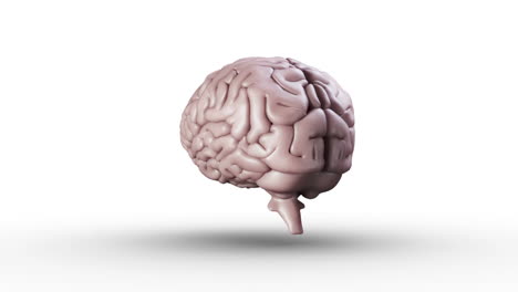 el cerebro gira sobre un fondo blanco.