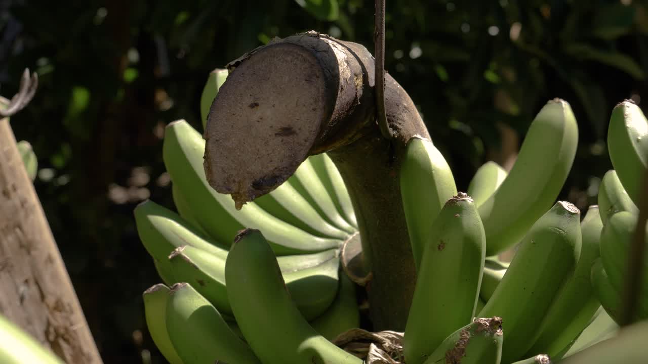 Bunches so plump, and sweet, they hang on the stalks, a farmer’s treat