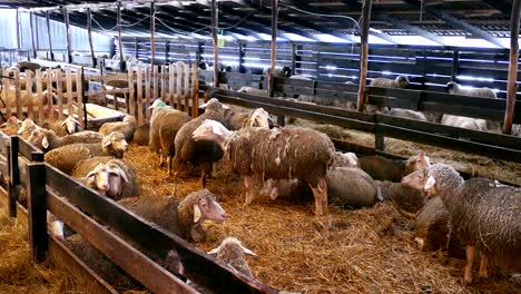 sheep and lambs on farm animals