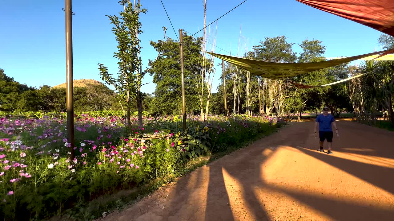 un paseo panorámico a través de vibrantes campos de flores