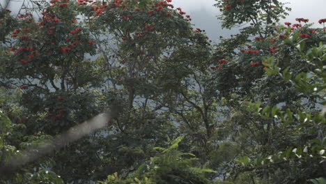 árbol de tulipanes en una caminata en hawaii