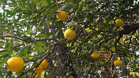 a vibrant citrus tree heavily laden with ripe natsumikan (summer oranges), showcasing their bright orange color in a sunny orchard.