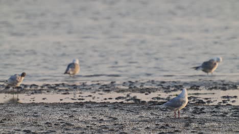 Pájaros-Acicalándose-En-Una-Playa